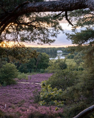 Sunset of the heath