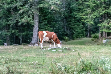 vache en p&acirc;turage dans les Alpes