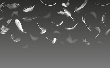 Falling feathers. Realistic twirled fluffy feathers, white fluffy angel wings feather flow, floating bird plumage vector background illustration. Floating white swan fluffy lightweight - obrazy, fototapety, plakaty