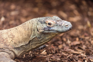 Komodo Dragon