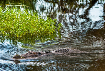 Saltwater crocodile wading through Yellow Water Wetlands in Kakadu national park, Northern Territory, Australia. 