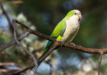 Monk Parakeet in Madrid park. Spain. 