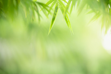 Closeup beautiful nature view of green bamboo leaf on blurred greenery background in garden with copy space using as background natural green plants landscape, ecology, fresh cover page concept.