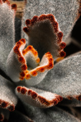 Panda Plant or Chocolate Soldier (Kalanchoe tomentosa)