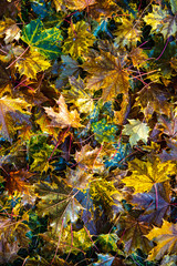 Maple Leaves on the Ground in Autumn