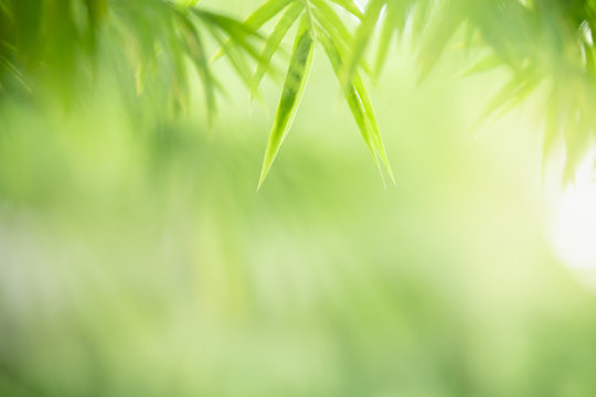 Closeup beautiful nature view of green bamboo leaf on blurred greenery background in garden with copy space using as background natural green plants landscape, ecology, fresh cover page concept.