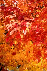 Red and Yellow Maple Tree Leaves in Autumn