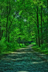 Fototapeta premium Sylvan Park, Toronto #StunningCanada