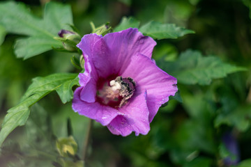 fioletowy kwiat hibiskusa © Henryk Niestrój