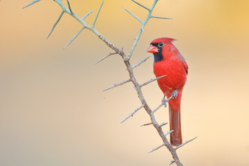Northern Cardinal (Cardinalis cardinalis) male on branch, South Texas, USA