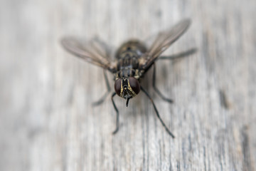 macro of a fly