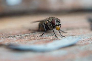 close up of fly