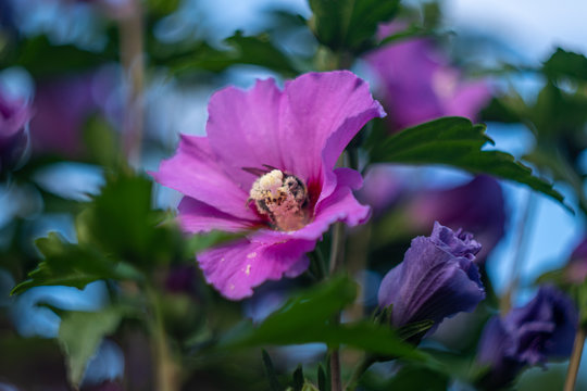 fioletowy kwiat hibiskusa