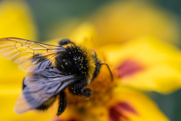 bee on yellow flower