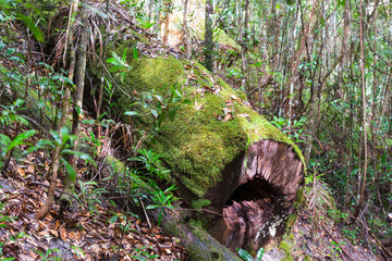 Tree Ferns (Cyatheales), temperate rainforest on Fraser Island, Queensland, Australia
