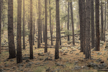 Forest in the morning of Flagstaff, Arizona.
