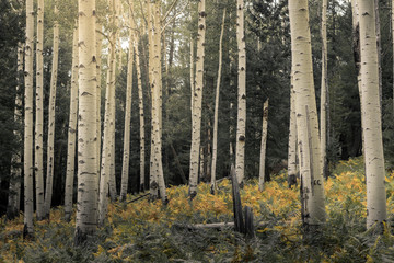 Aspen trees among ferns in Flagstaff, Arizona 
