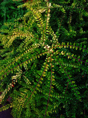 fern leaf background