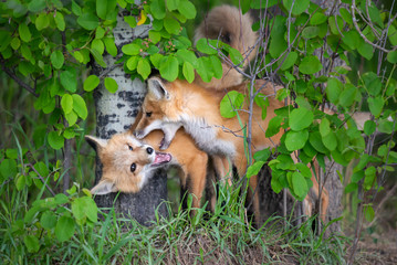 Red fox kit in the wild