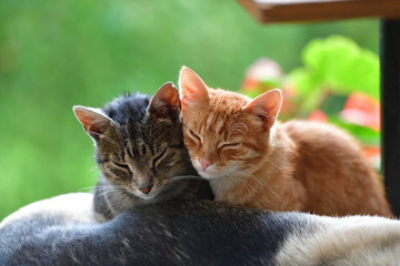 Two domestic cats to snuggle each other and show love
