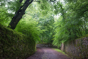 Fototapeta premium Barna woods on the western boundary of Galway City, Republic of Ireland.