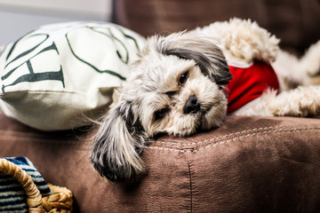 Cute sleepy puppy leaning on the bed. White Shih Tzu looking to the camera