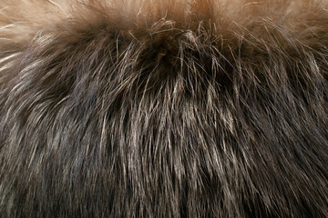 Brown fur as background. Closeup