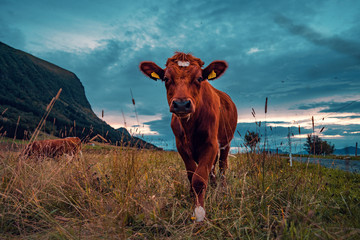 Cow on the green field mountain area