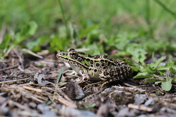 frog sitting in the grass