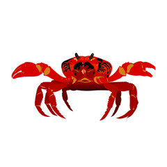 Dancing red crab on a white background
