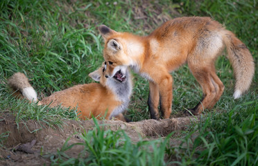 Red fox kit in the wild