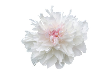 pink peony flower isolated on white