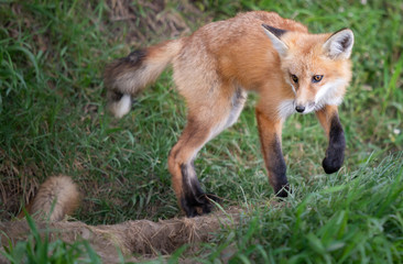 Red fox kit in the wild