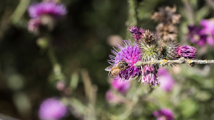 beetles and insects in forest and land