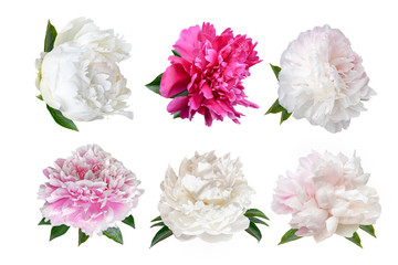 Fototapeta na wymiar set of peony flowers isolated on white