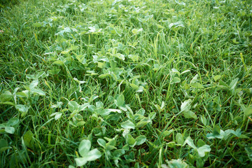 Morning dew on grass and green clover with soft green background bokeh, dew drops on the grass and clover visible