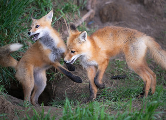 Red fox kit in the wild