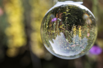 the world Through a lensball (sphere)