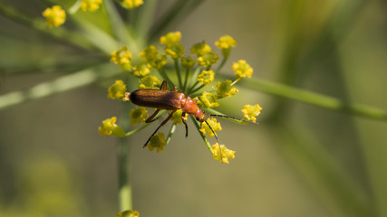 beetles and insects in forest and land
