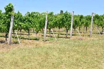 Fototapeta na wymiar Row of growing grapes for vine production. grapes plantation. Vineyard 