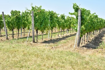 Fototapeta na wymiar Row of growing grapes for vine production. grapes plantation. Vineyard 