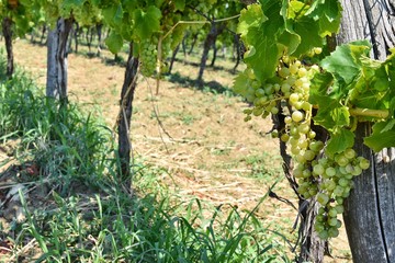 Fototapeta na wymiar Growing grapes on the vineyards. Grapes harvest. 