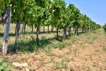 Fototapeta na wymiar Row of green grapes growing in vineyard.