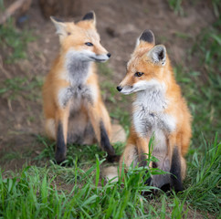 Fototapeta premium Red fox kit in the wild