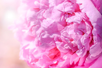 pink peony flower close up
