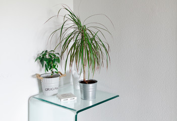 White living room corner with a glass table and potted plants (Dracaena and Ficus Benjamina)