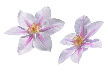 pink and white clematis flowers isolated on white