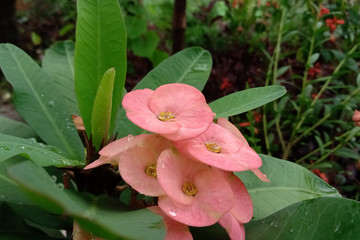 Crown of thrones flower closeup shoot, pink colour flowers with leafs