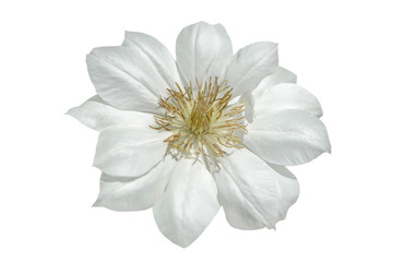 white clematis flower isolated on white