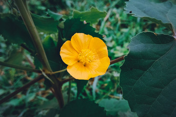 Abutilon grandifolium flower blooms in garden